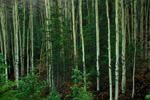 Rainy Day in the Kenai Forest
