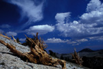 Bristlecone Pine Grove in the White Mountains