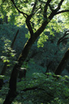 Late Afternoon Greenery in Grant Ranch Park