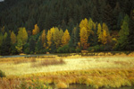 Fall Scene Along Turnagain Arm
