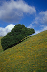 Spring Scene in Grant Ranch Park