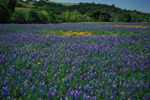 Lupine & Poppies in San Antonio Park