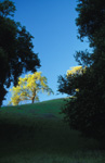 A Late Afternoon Scene in Calero Park