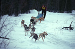 Sled Dog Races in Tok