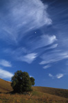 "Clouds, Moon & Oaks on the Path to Mission Peak"