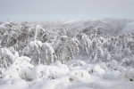 Trees Near the Yukon River