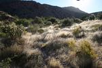 Desert Landscape in Rainbow Cyn
